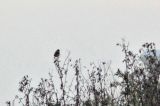 20121008_Stejnegers Roodborsttapuit_Texel